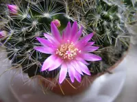 Mein kleiner Kaktus.webp