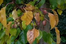 Bayernkiwi0207a.webp