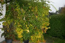 Bayernkiwi0307.webp