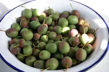 Kiwi0110.webp