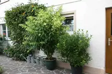 Hammerstrauch weiss1214.jpg