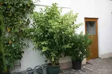 Hammerstrauch weiss1014.webp