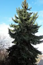 100_3550.JPG