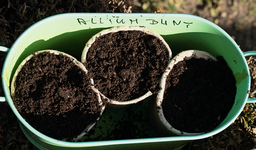 Allium bunt_Zwiebelchen_bedeckt_800.JPG