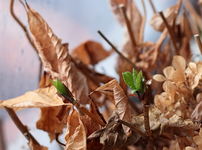 Bauernhortensie treibt neu aus_800.JPG