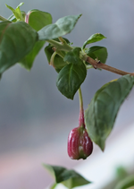 Fuchsie_neue Blüten bilden sich_800.webp