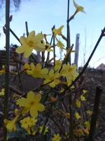 P1270878.webp