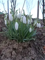 P1270881.webp