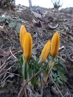 P1270884.webp