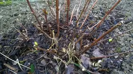 WP_20170224_004.webp