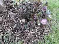 P1000219.webp