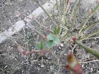 P1000223.webp
