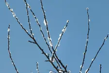 DSCF8581 (2).webp