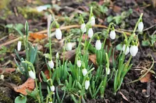 Schneeglöckchen 1.webp