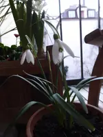 P1010144.webp