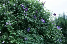 Cl.vit.Betty Corning u.Etoille Violett0111a.jpg