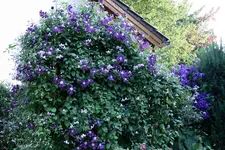 Cl.vit.Etoille Violett u.Betty Corning0511.webp