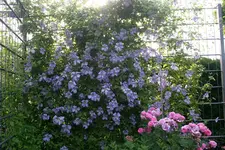 Cl.vit.Emilia Plater2310.webp