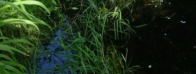 Forum Flutender Schwaden.webp