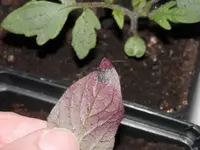 P2250360.webp