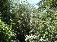 BILD5218.webp