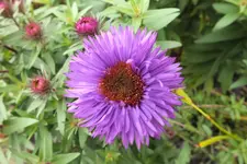 purple dome.webp