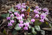 DSCF8589 (2).webp