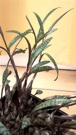 ledebouria_2.webp