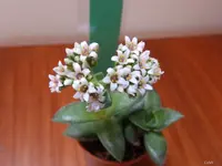 Crassula Springtime.webp