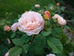 IMG-20160605-WA0003.jpg