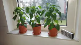 20170228_170926.jpg