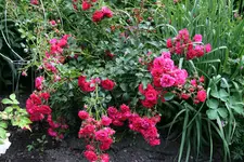 Rose Gärtnerfreude0216.jpg