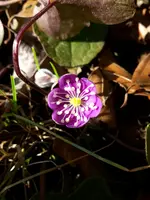 IMG-20170301-WA0007.webp
