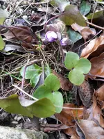 IMG-20170301-WA0010.webp