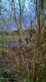 Pflanze 10.webp