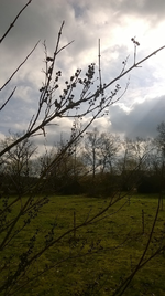 Pflanze 11.webp