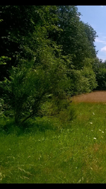 Pflanze 14.webp