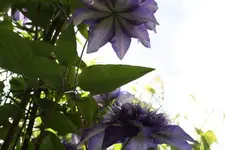 400_6330306138396338.webp