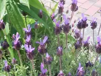 Bilda381.webp