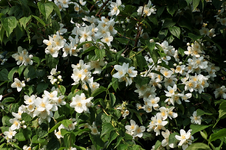 Deutzie_Busch_weiss_grün_Blüte_800.webp