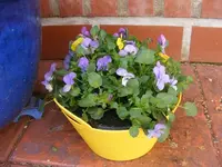 Hornveilchen2.webp