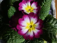 Primula vulgaris (1).jpg