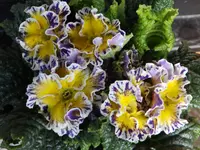 Primula vulgaris (2).jpg