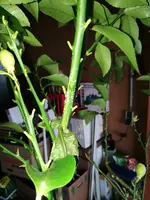 IMG_20170302_160333.webp