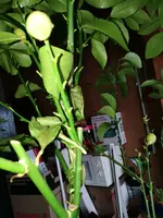 IMG_20170302_160318.webp