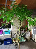 IMG_20170302_160221.webp