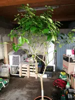 IMG_20170302_153150.webp