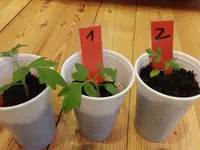 Tomaten_gesamt.webp