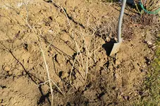 2017-02-26 Fliederwildlinge.webp