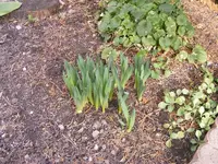 Osterglockenaustrieb 3.3.2017.jpg